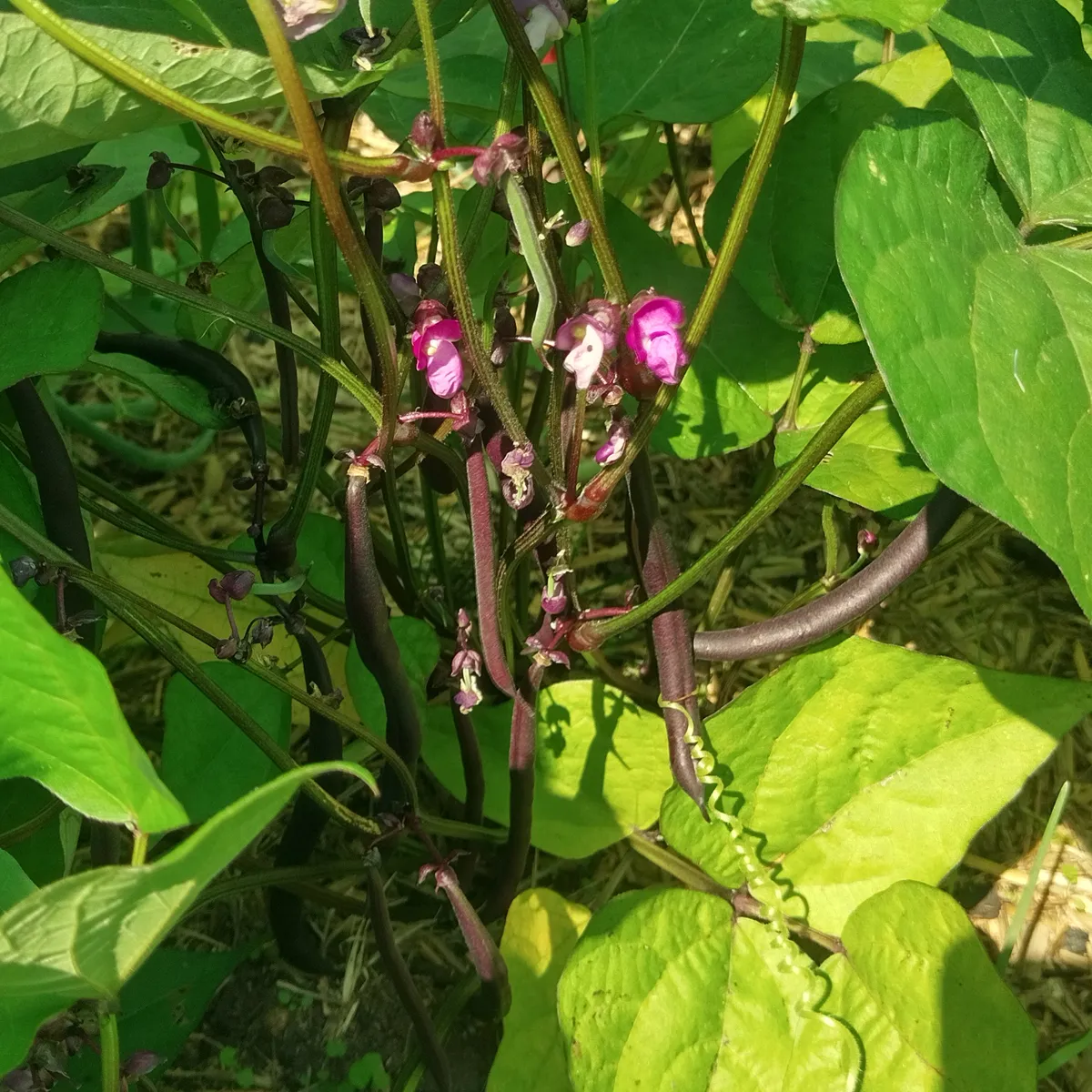Violette Buschbohne 'Royal Burgundy' (Phaseolus vulgaris) Samen