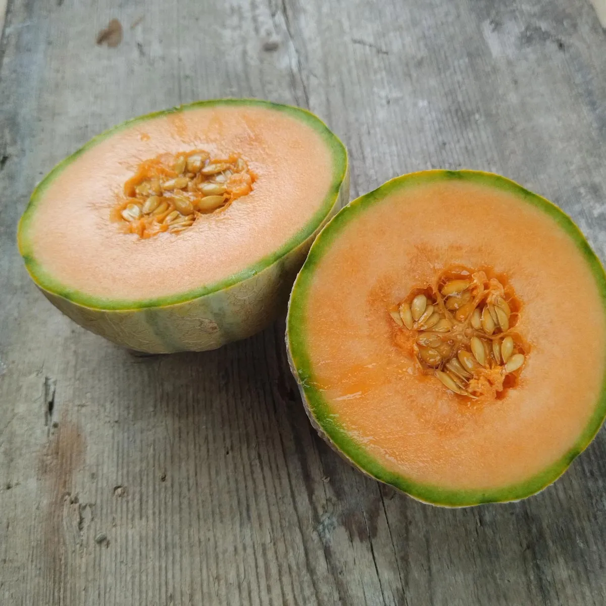 Cantaloupe Zuckermelone 'Retato Degli Ortolani' (Cucumis melo) Bio Saatgut