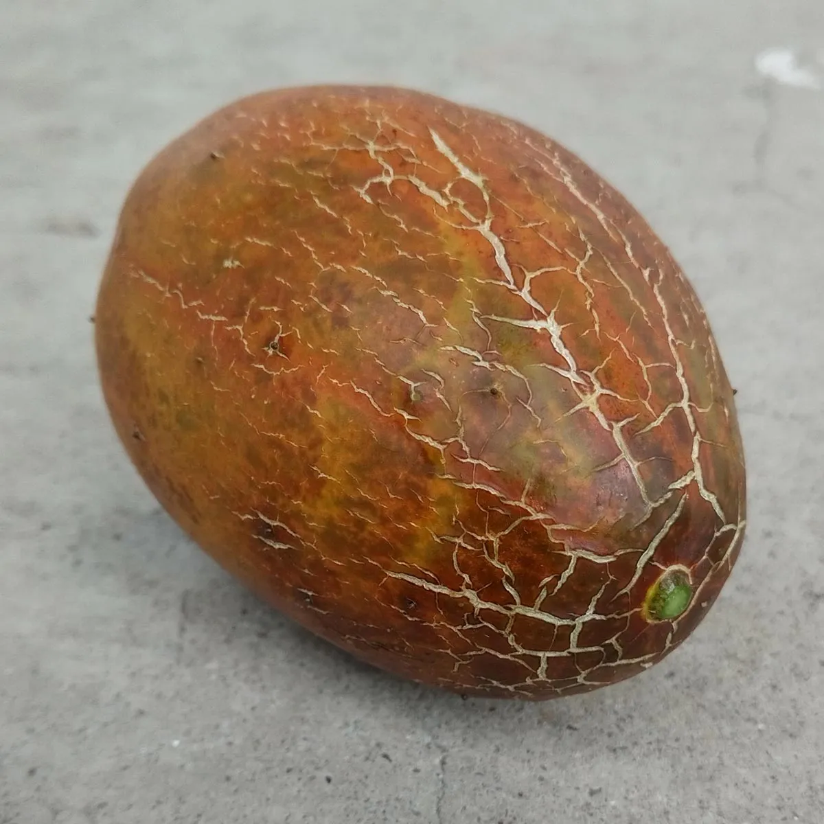 Russische Braune Netzgurke 'Brown Russian' (Cucumis sativus) Samen