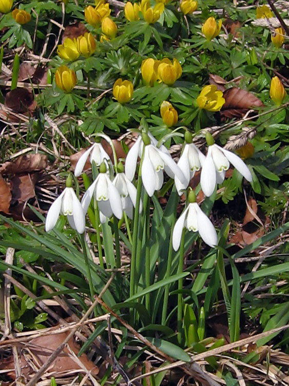 Blühende Schneeglöckchen im Vorfrühling, dahinter gelbe Winterlinge