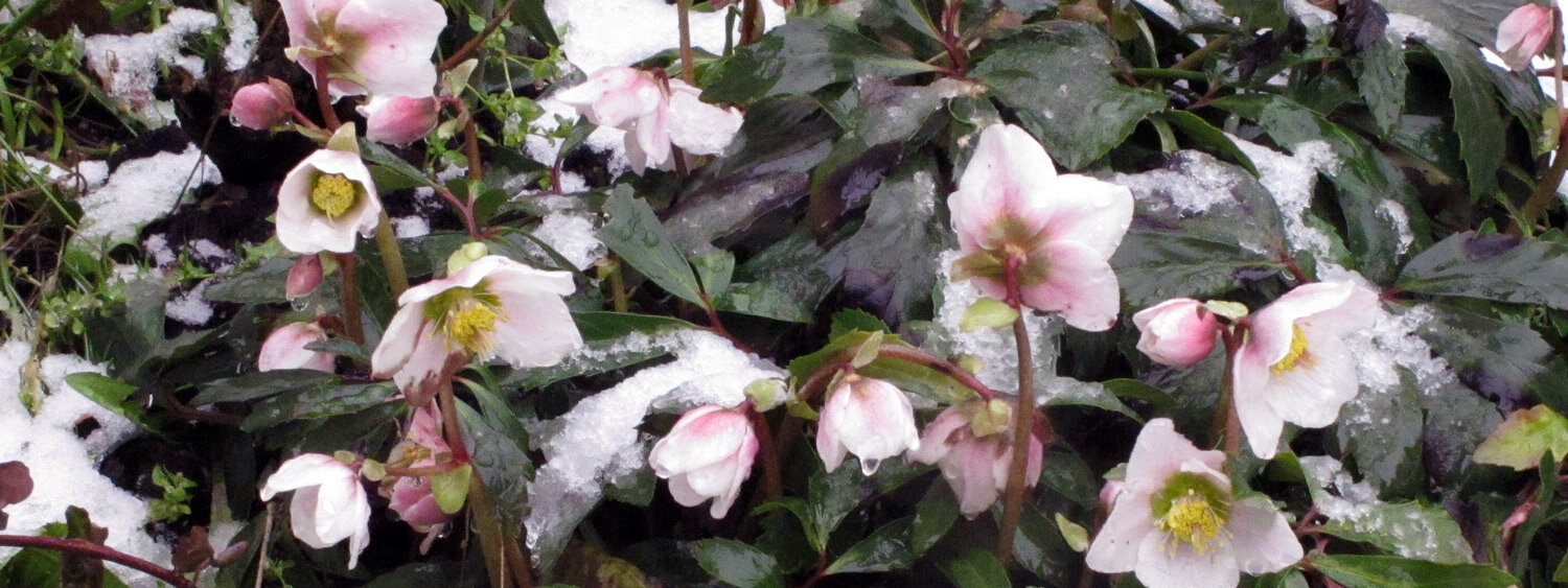 Nieswurz (Helleborus) mit rosa-weißen Blüten im Schnee