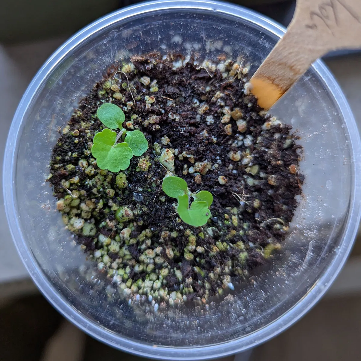 Gotu Kola (Centella asiatica) Samen