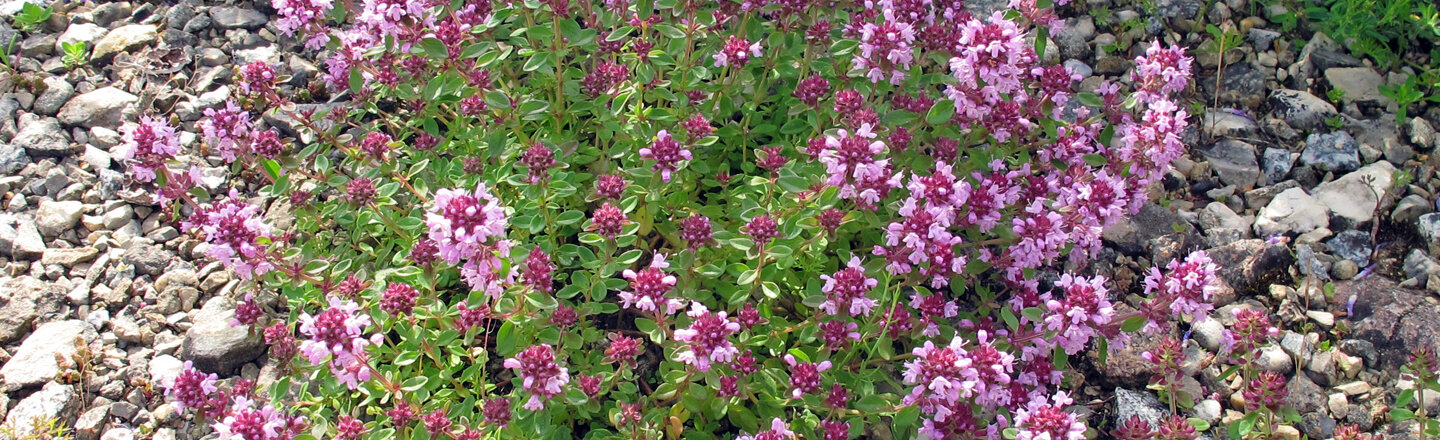Mulchen mit Kies: blühendes Pflanzenpolster mit rosa Blüten auf einer Kiesschicht