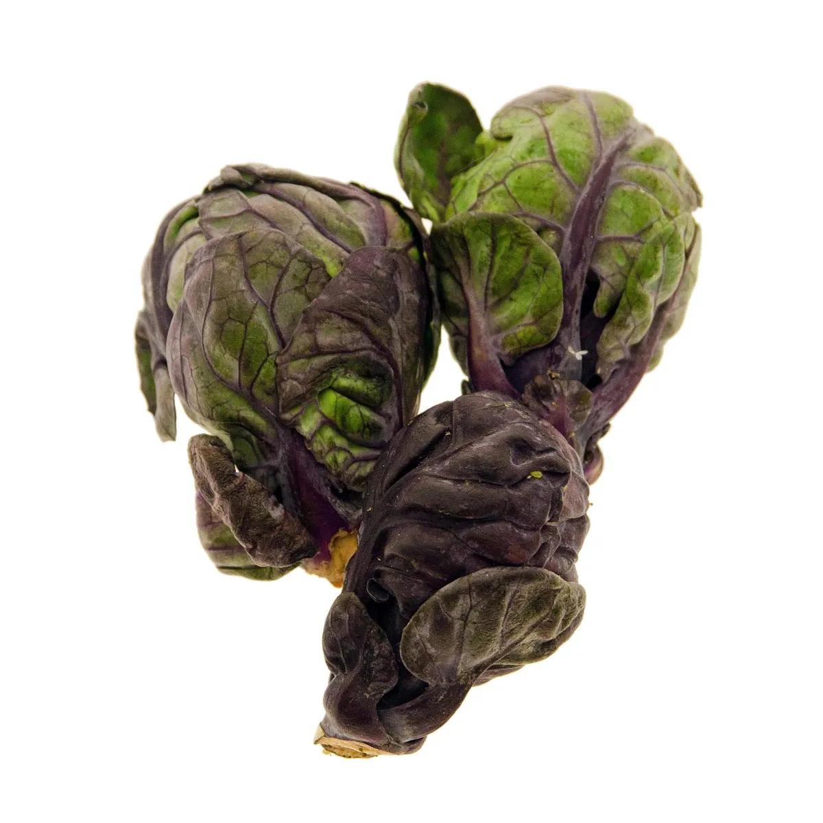 Violetter Rosenkohl 'Red Ball' (Brassica oleracea var.gemmifera) Samen