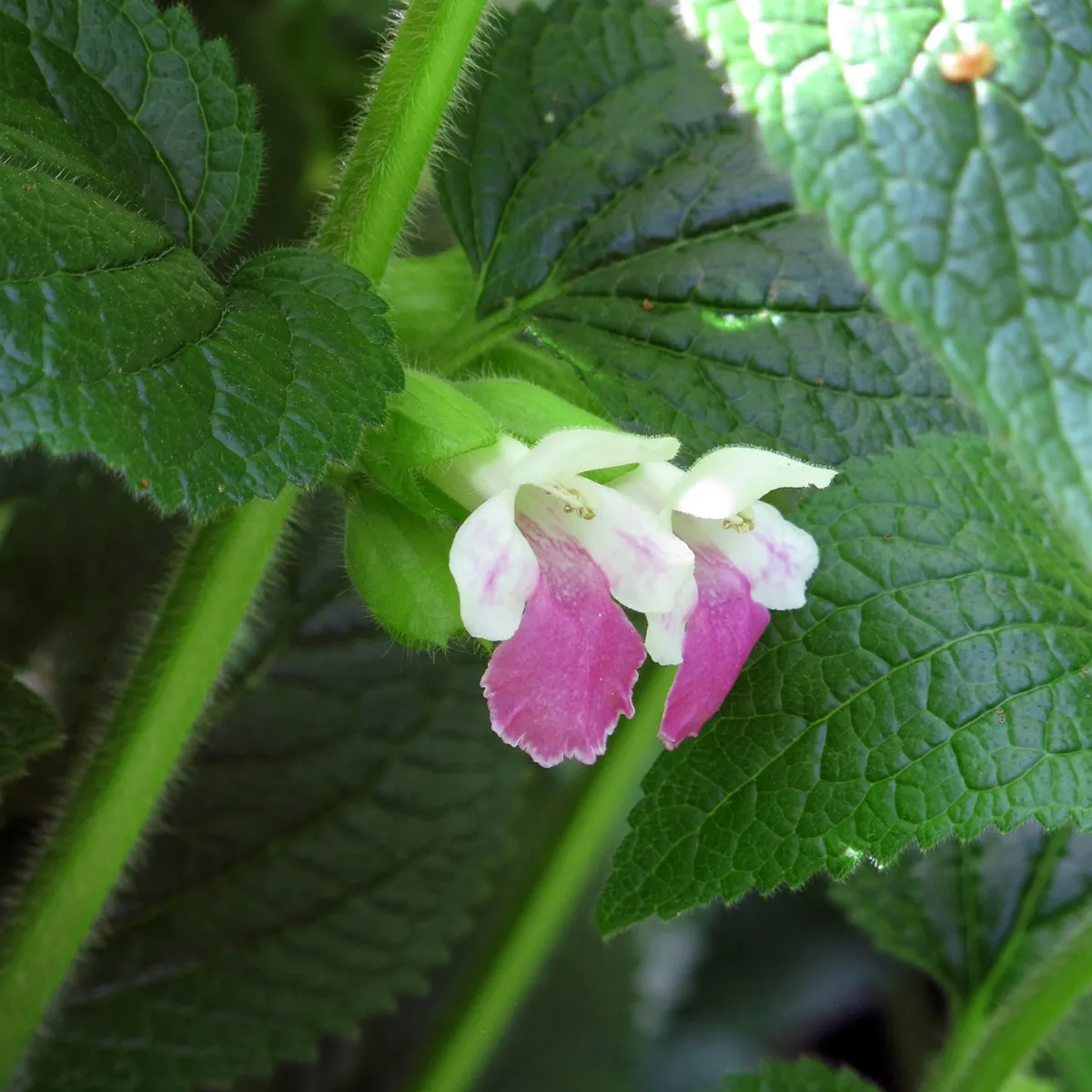 Immenblatt (Melittis melissophyllum) Samen