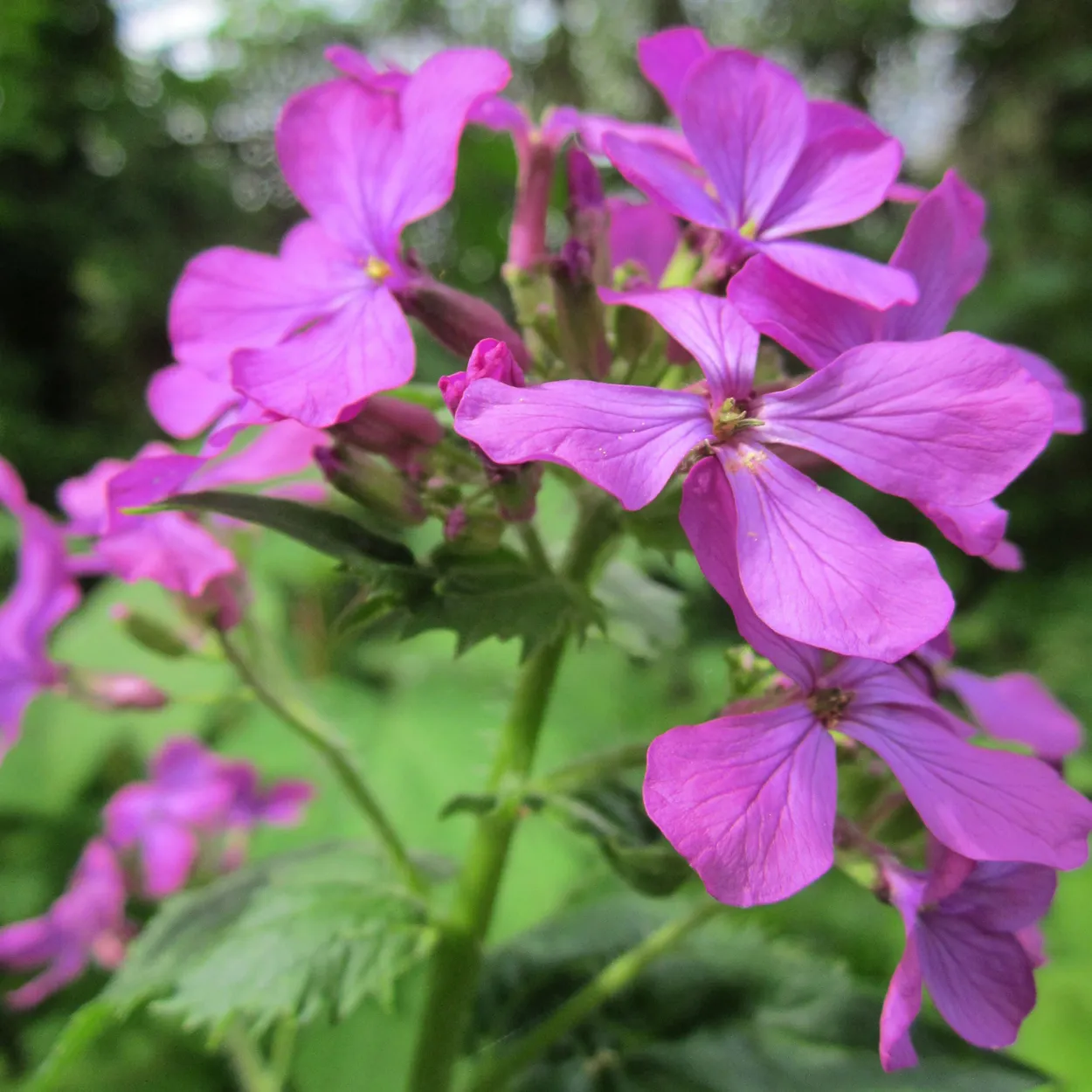 Einjähriges Silberblatt (Lunaria annua) Samen