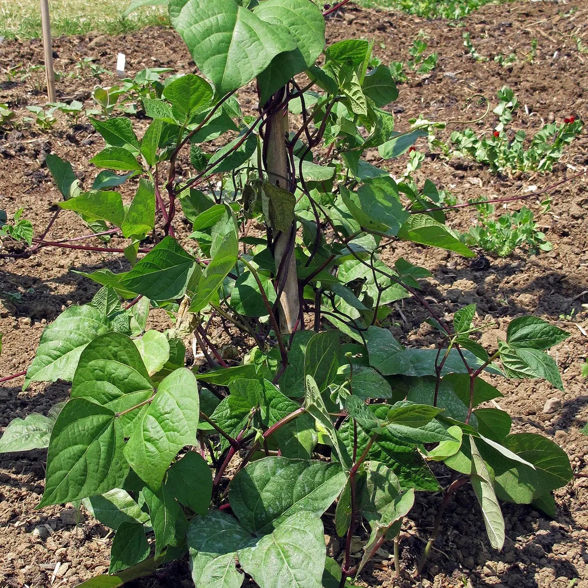 Stangenbohne 'A Cosse Violette' (Phaseolus vulgaris) Samen