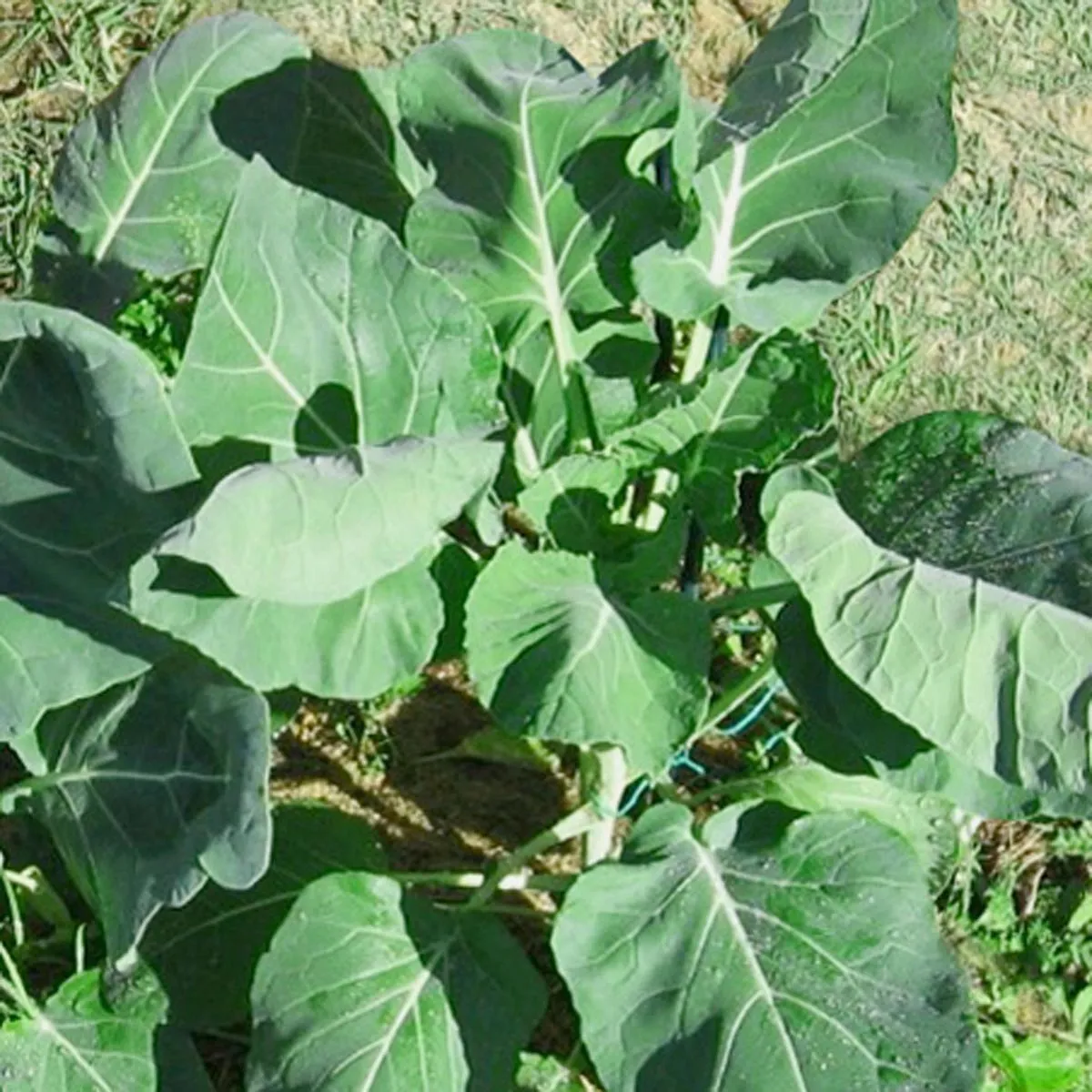 Rosenkohl 'Evesham Special' (Brassica oleracea var. gemmifera) Samen
