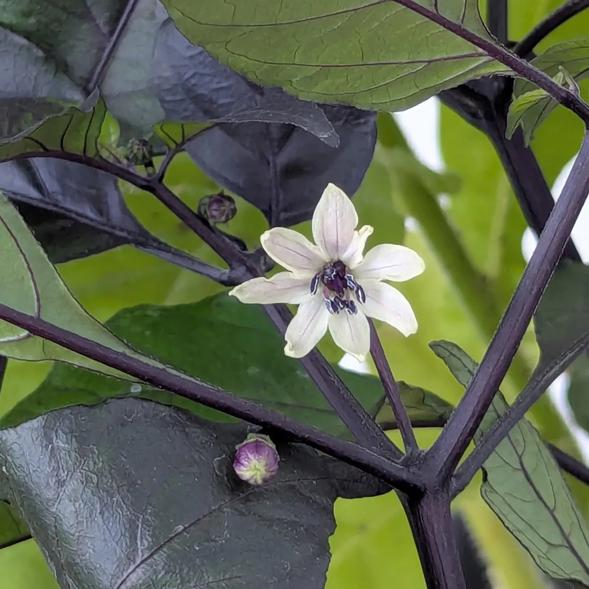 Violette Chili 'Pimenta Da Neyde' (Capsicum chinense x annuum) Samen