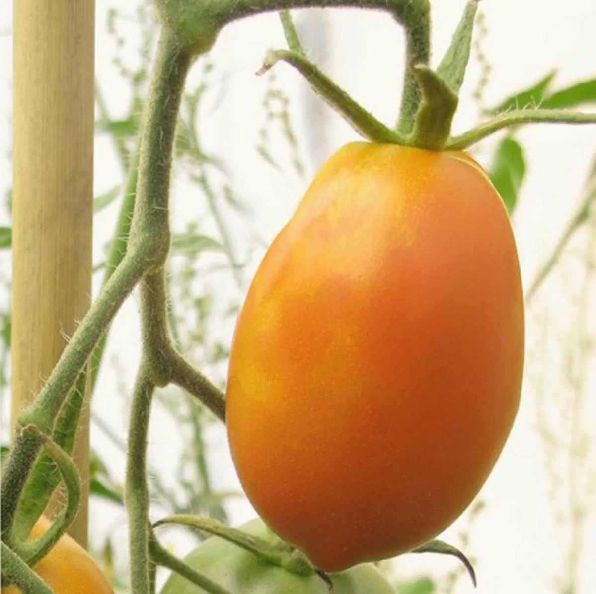 Tomate 'Orange Banana' (Solanum lycopersicum) Bio Saatgut