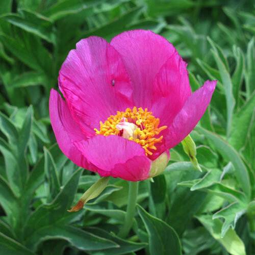 Gemeine Pfingstrose (Paeonia officinalis ssp. banatica) mit pinkfarbener, einfacher Blüte