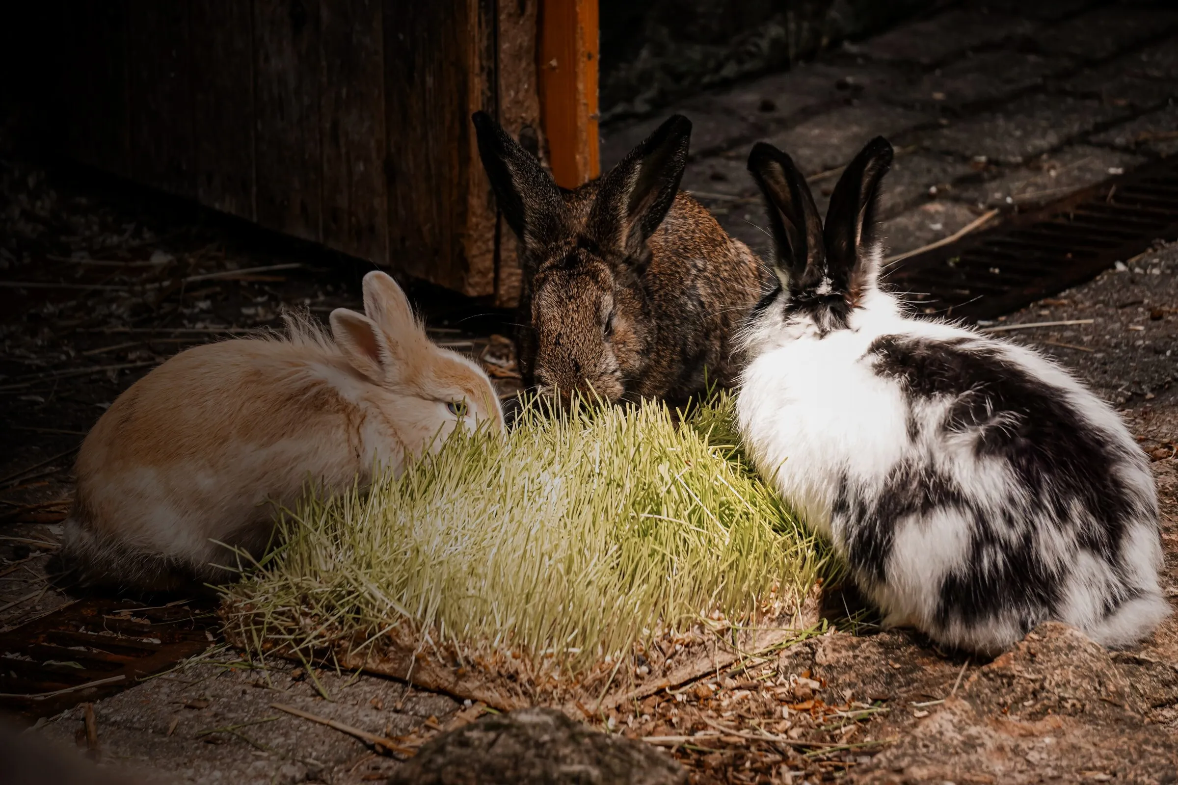 Zwei Kaninchen fressen frisches Gras