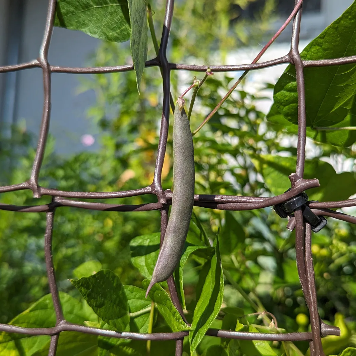 Teparybohne 'Black Mitla' (Phaseolus acutifolius) Samen