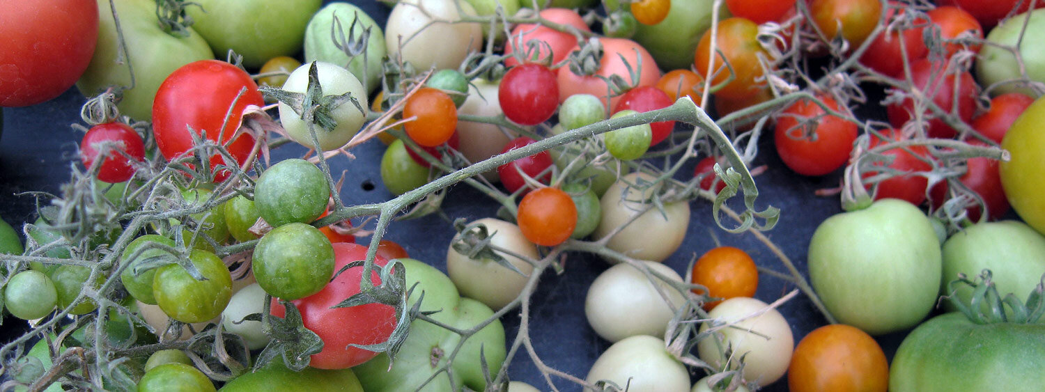 Tomaten reifen nach