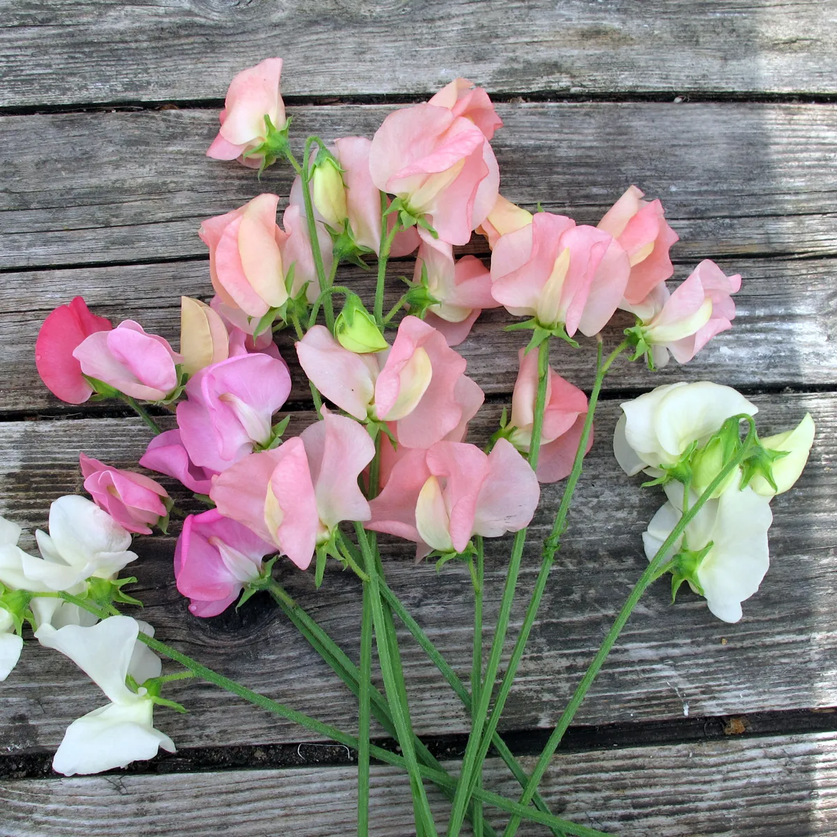 Zartrosa Duftwicke 'Mollie Rilstone' (Lathyrus odoratus) Samen
