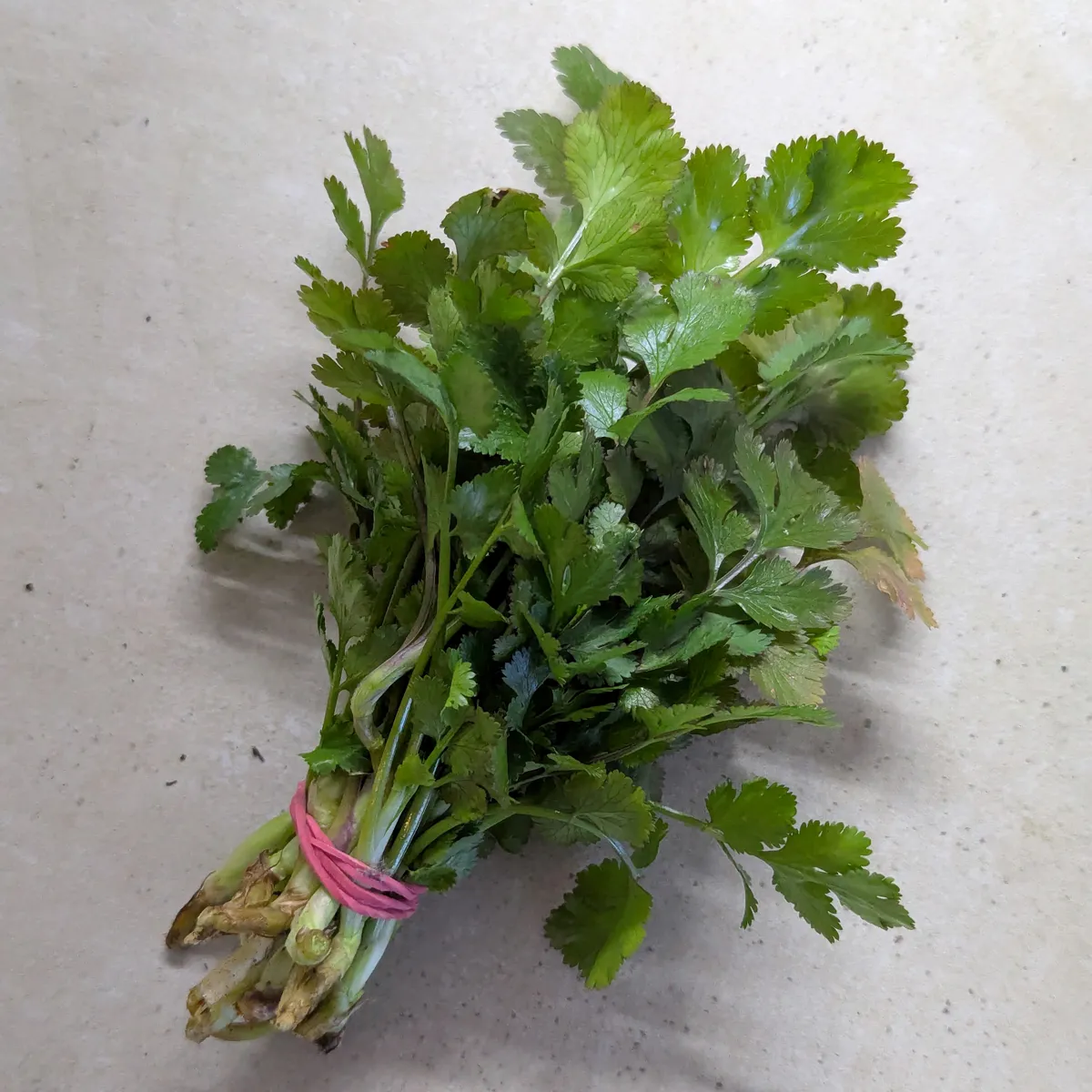 Zitronen-Koriander 'Dwarf Lemon' (Coriandrum sativum) Bio Saatgut