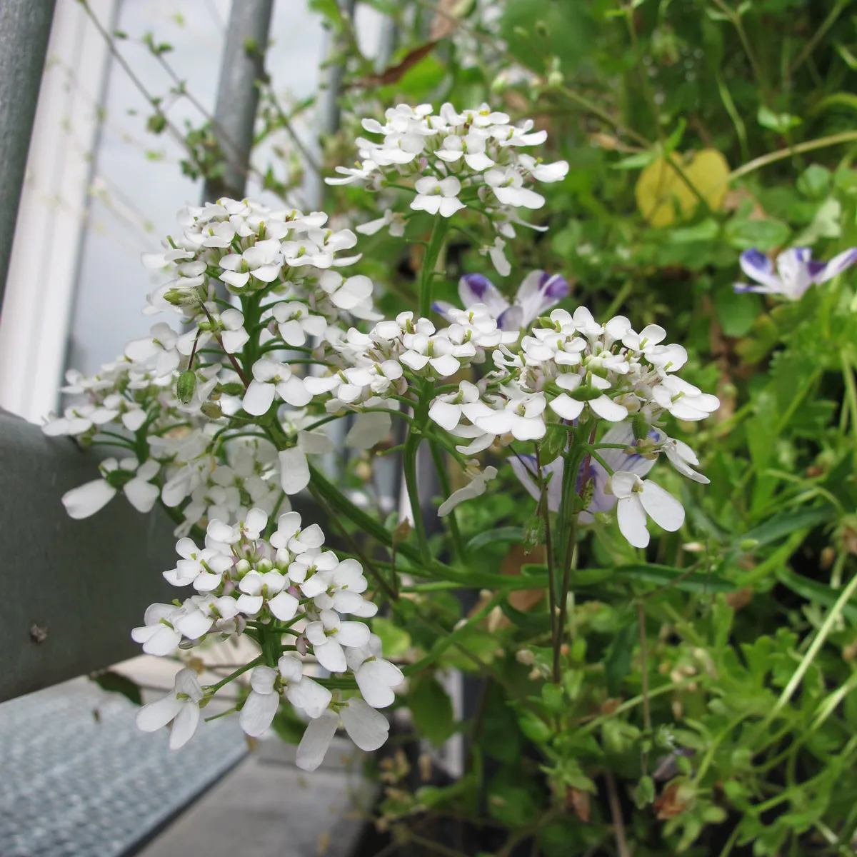 Sommerblumen in Weiss (diverse Arten & Sorten) Saatgutmix