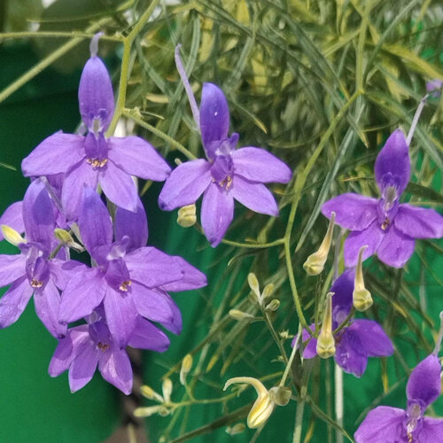 Feld-Rittersporn (Consolida ajacis) mit violetten, gespornten Blüten
