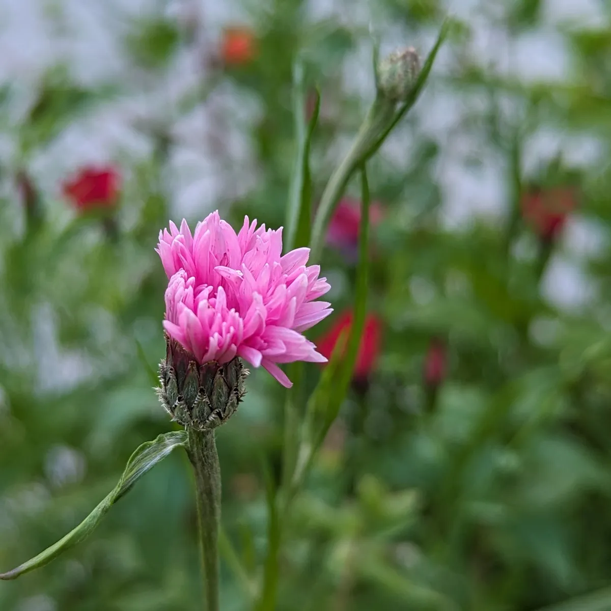 Sommerblumen in Rot (diverse Arten & Sorten) Saatgutmix