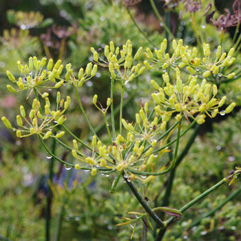 Grüner Gewürzfenchel (Foeniculum vulgare) mit gelben Blütendolden und Regentropfen