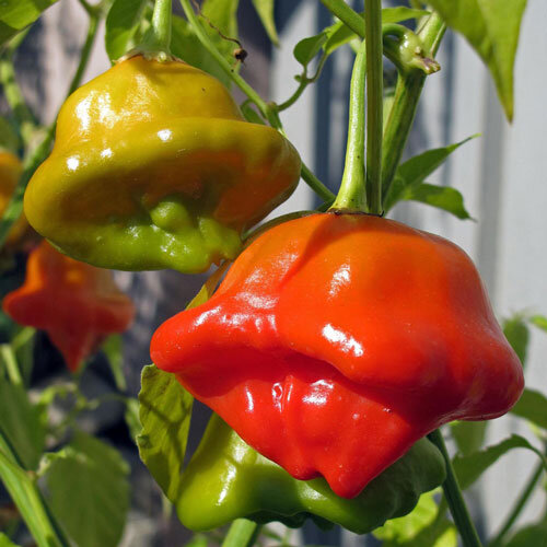 Glockenchili mit roten und gelbgrünen, glockenförmigen Früchten an der Pflanze