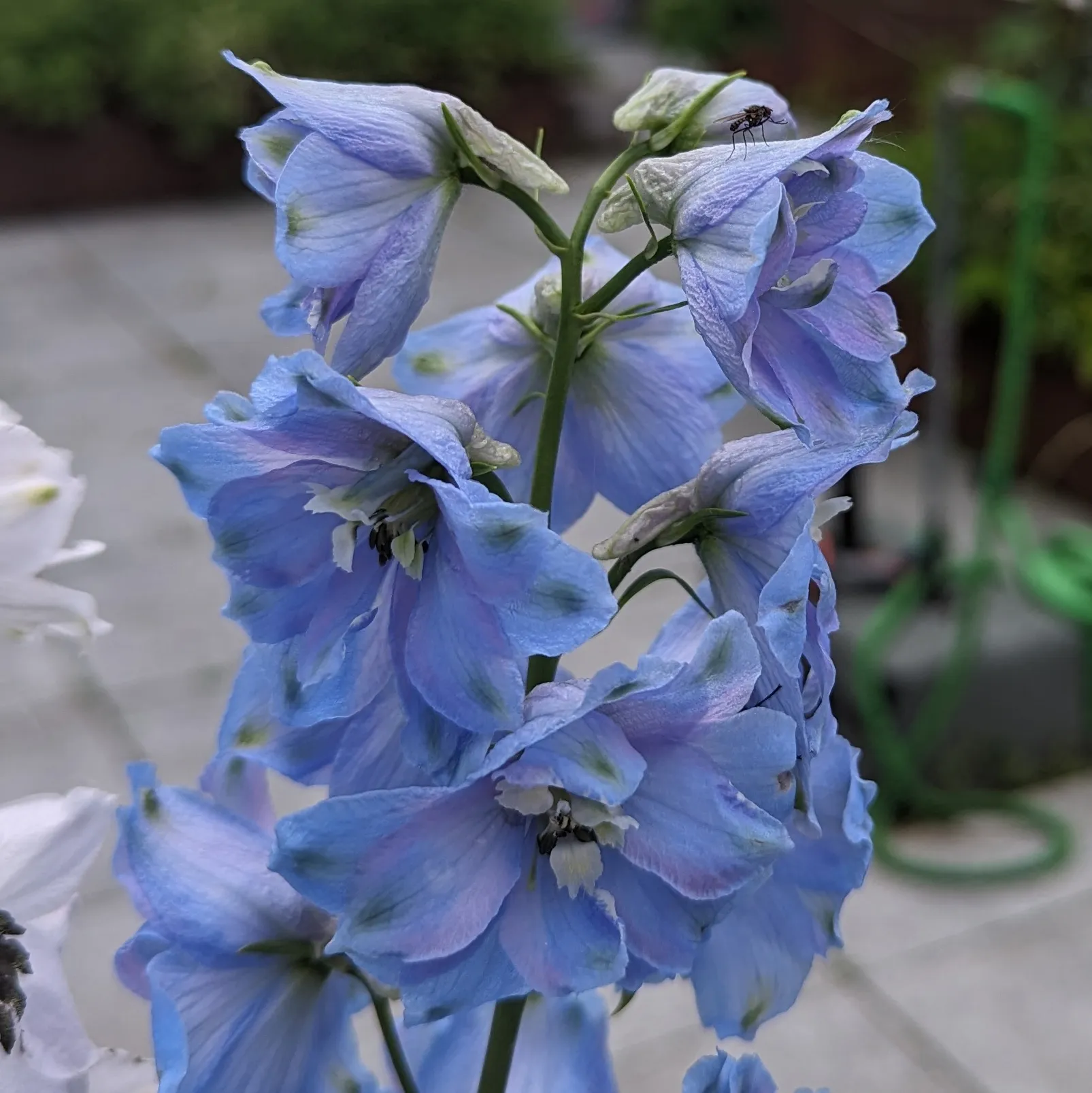 Pazifischer Hoher Rittersporn 'Magic Fountains-Sky Blue, White Bee' (Delphinium cultorum) Samen