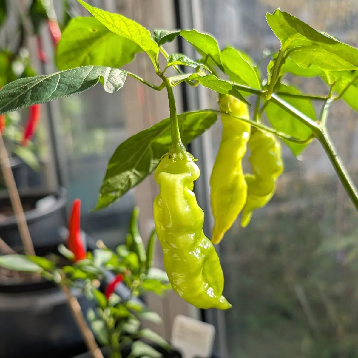 Chili 'Sugar Rush Peach Stripey' (Capsicum baccatum) Samen