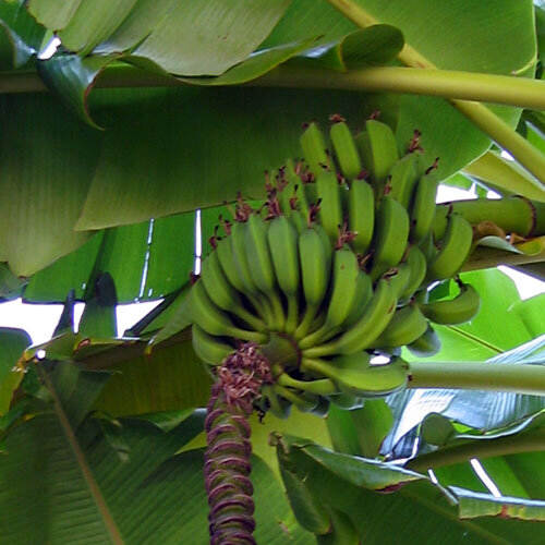 Bananenstaude mit grünen, unreifen Bananen und Blütenstand