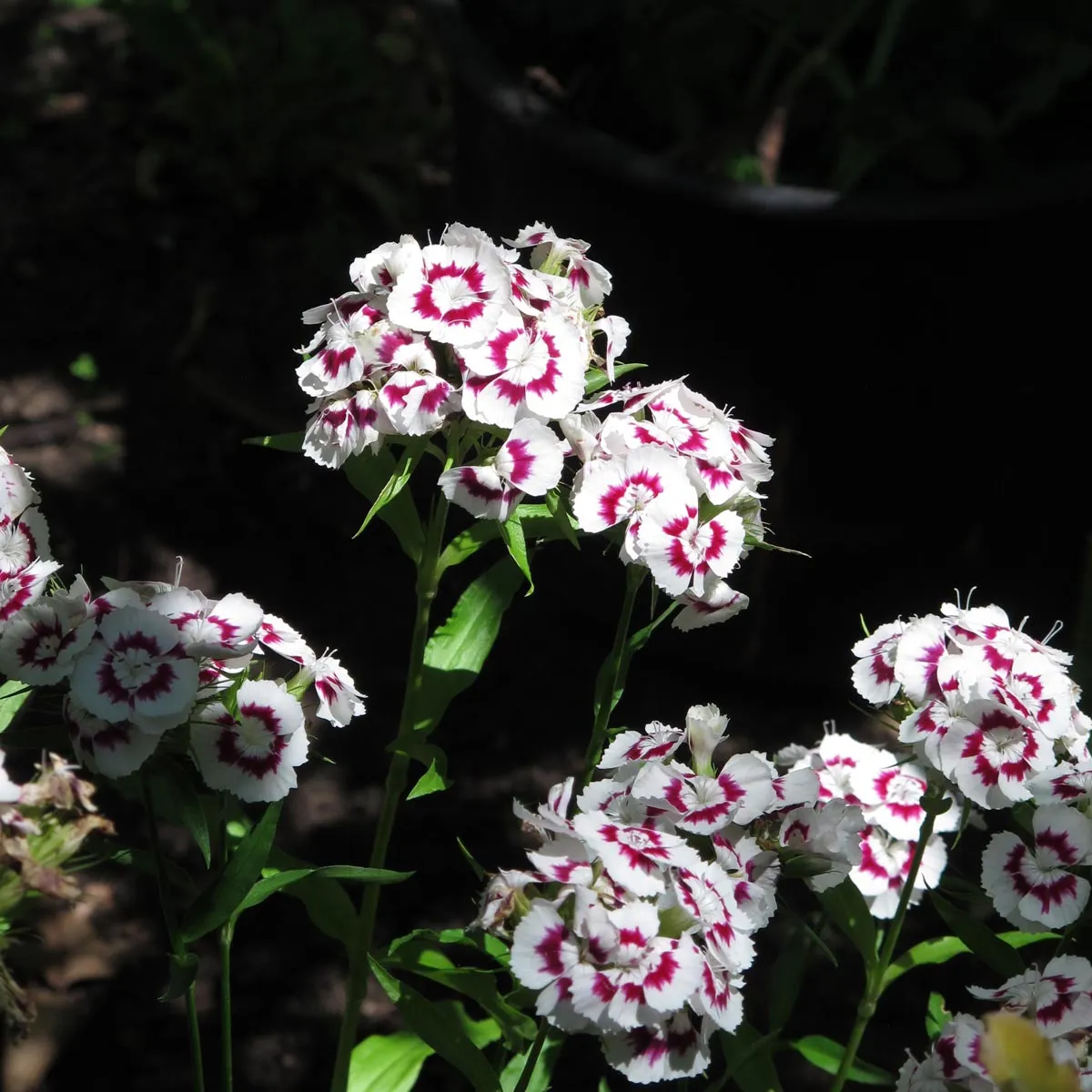 Bartnelke 'Sweet William' (Dianthus barbatus) Samen
