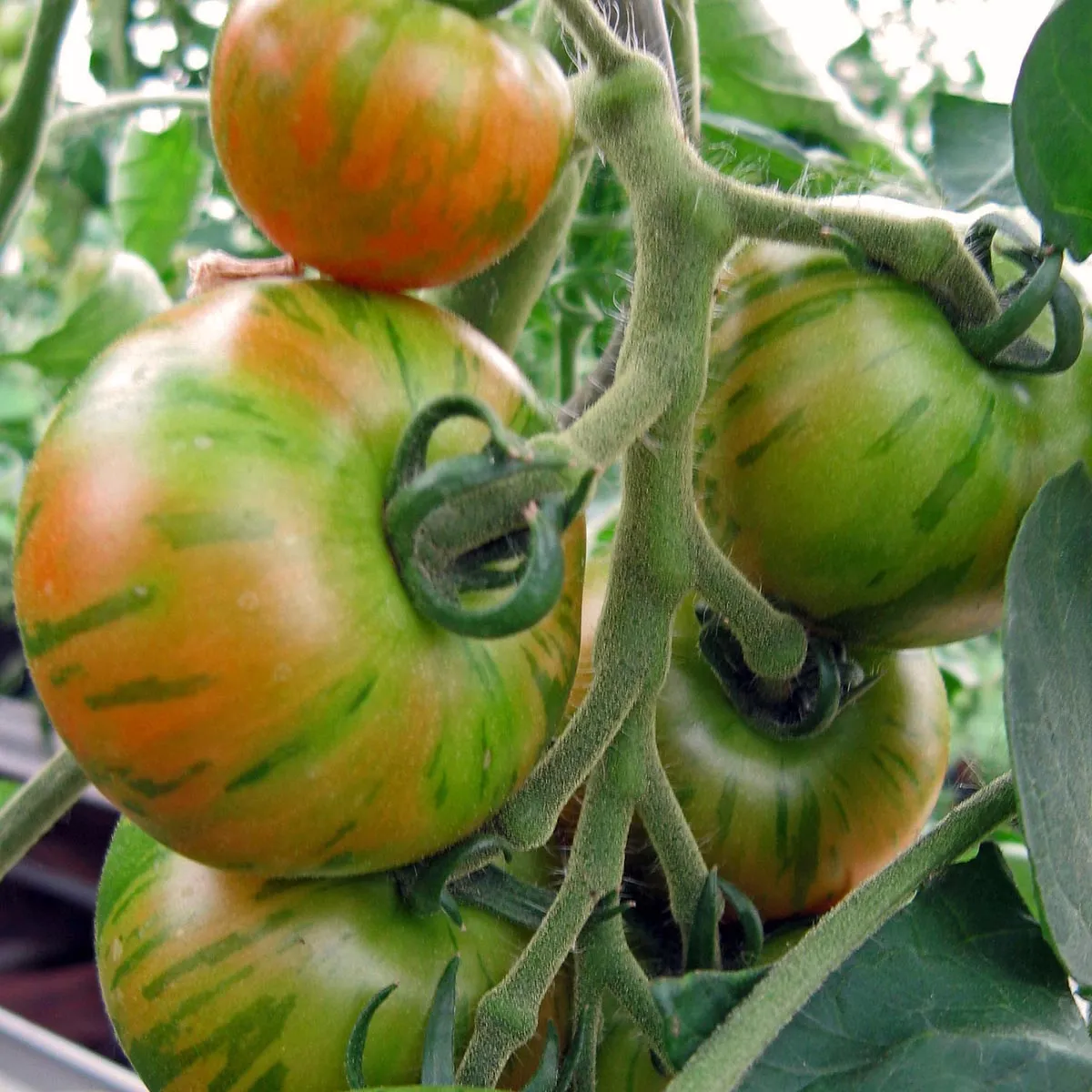 Gestreifte Tomate 'Tigerella' (Solanum lycopersicum) Bio Saatgut