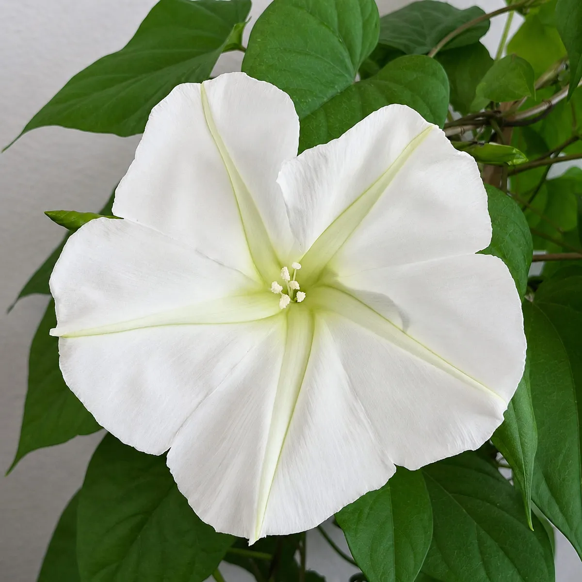 Mondwinde (Ipomoea alba) Samen