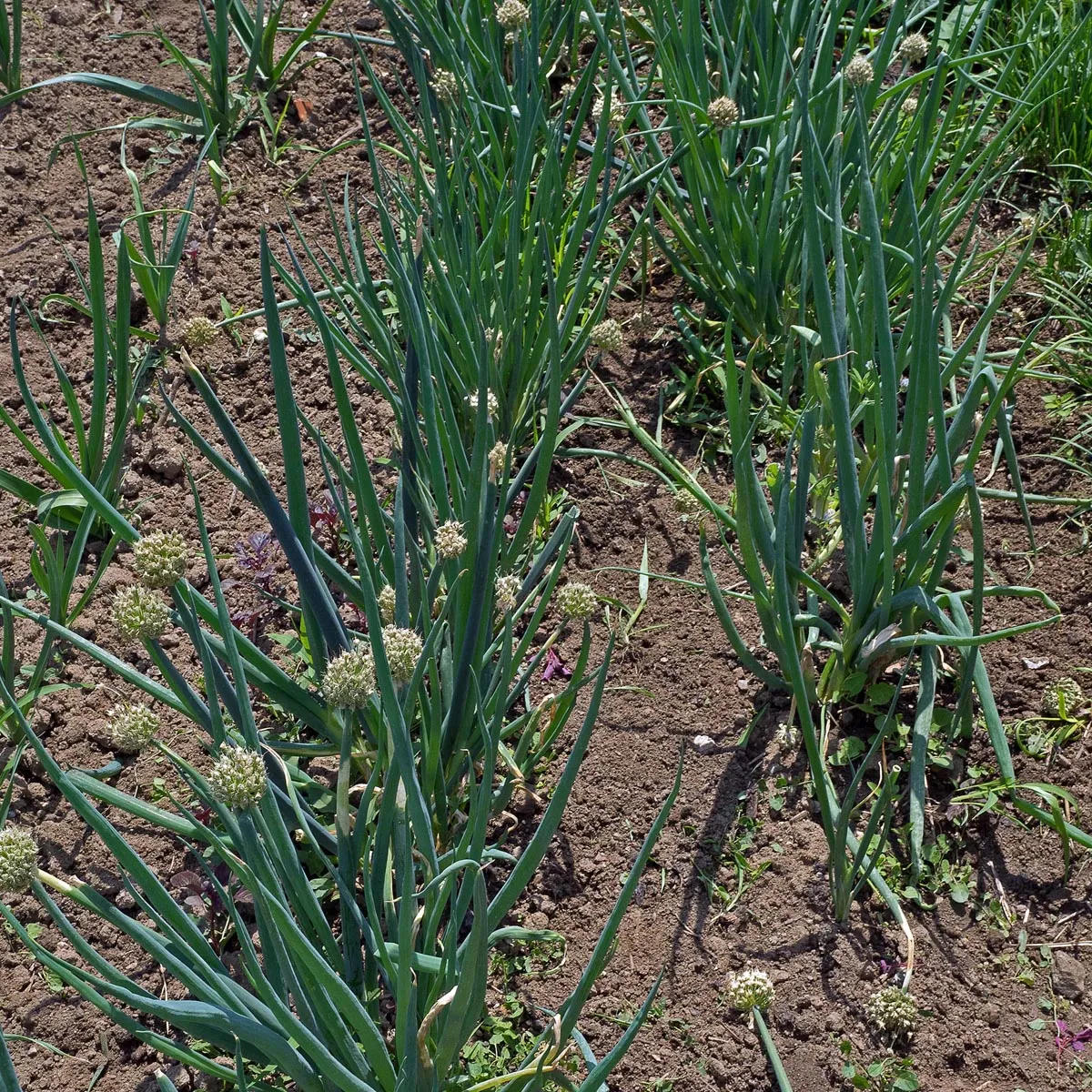 Lauchzwiebel 'White Lisbon' (Allium cepa) Bio Saatgut