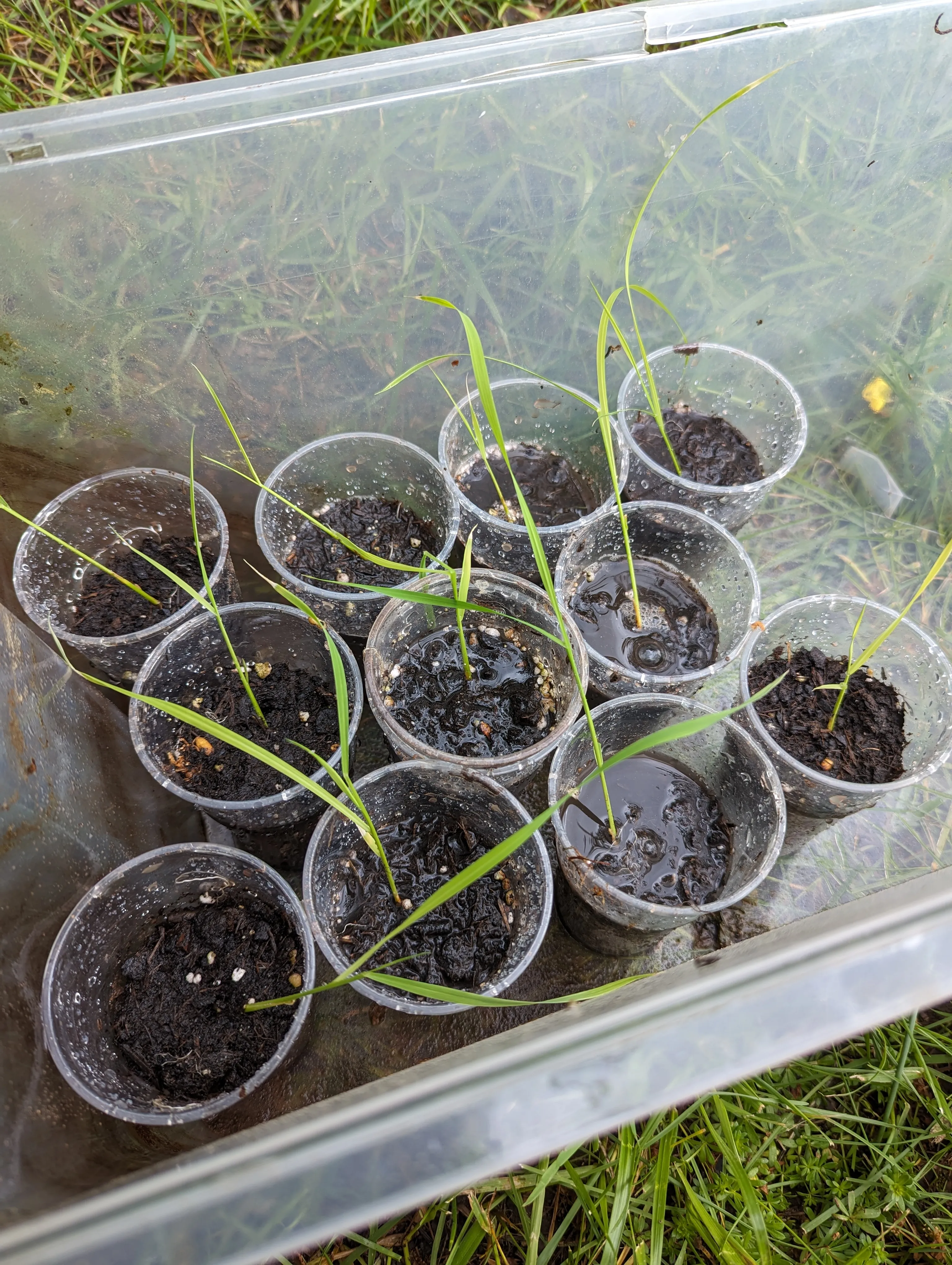 Reis 'Arborio Bianco' (Oryza sativa) Samen
