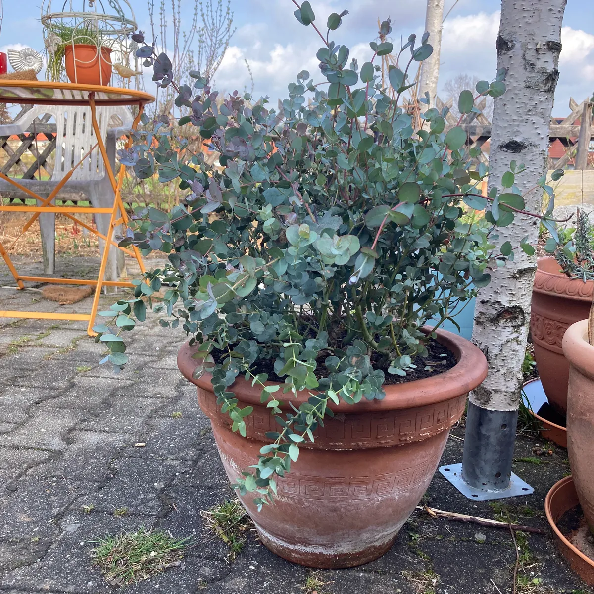 Mostgummi-Eucalyptus (Eucalyptus gunnii) Samen