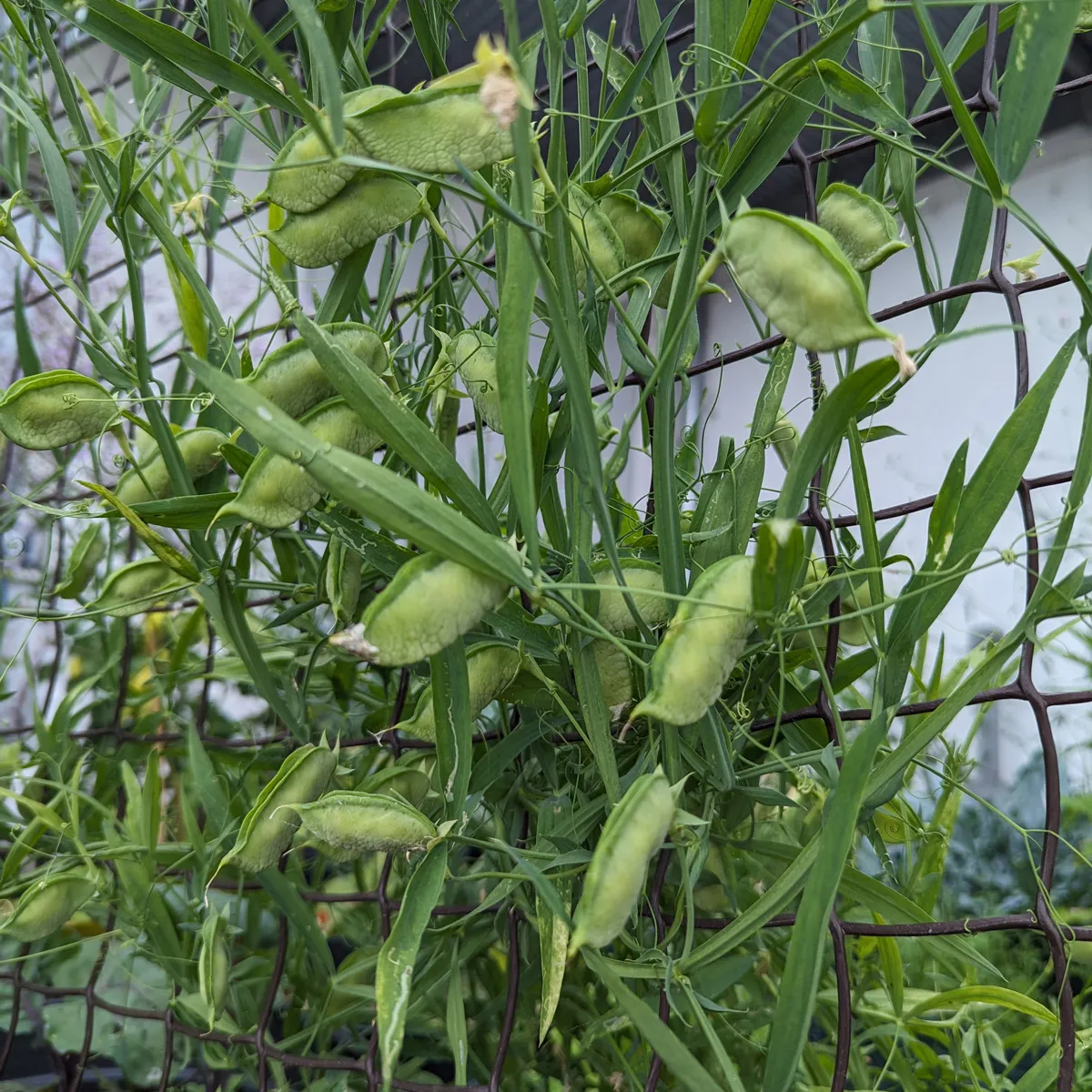 Speiseplatterbse (Lathyrus sativus) Samen