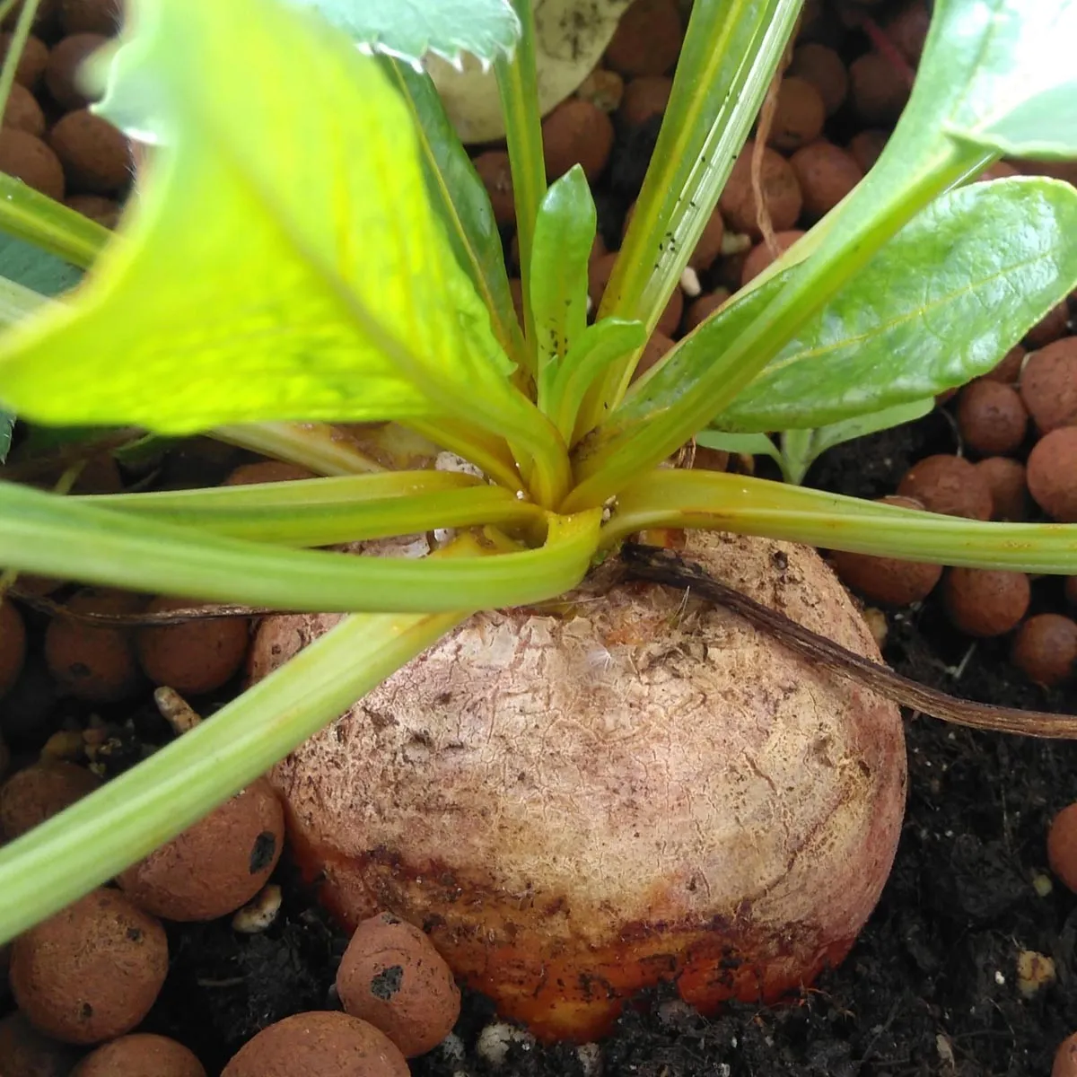 Gelbe Bete 'Golden' (Beta vulgaris) Samen