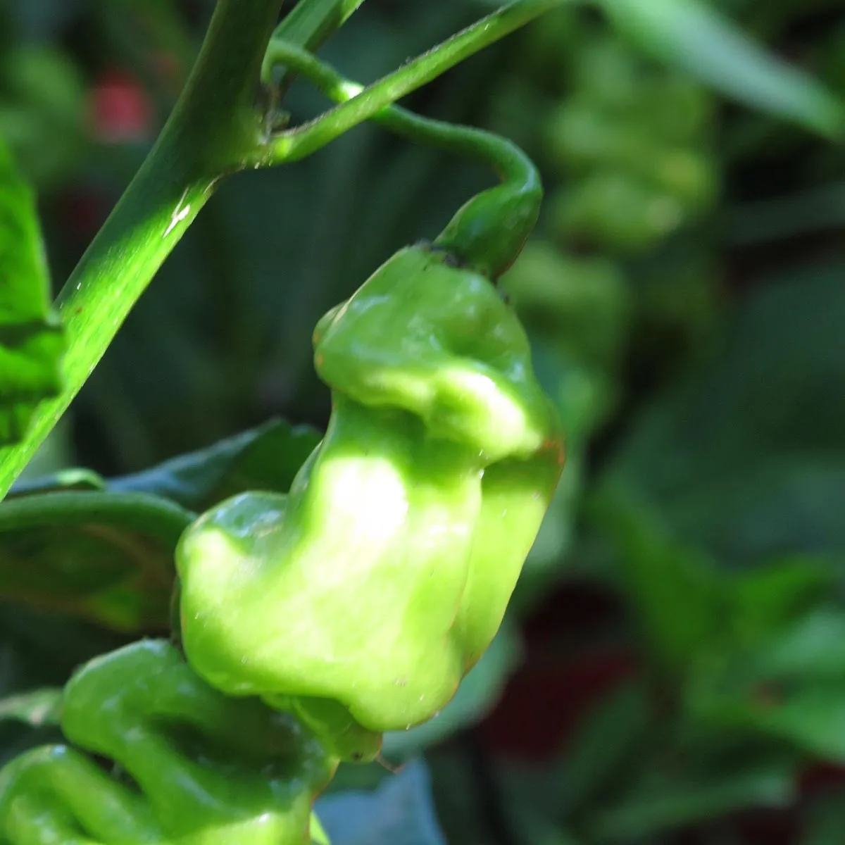 Surinam-Chili 'Madame Jeanette' (Capsicum chinense) Samen