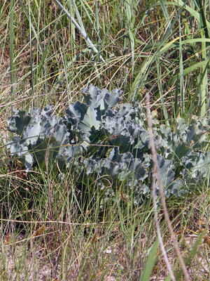 Meerkohl (Crambe maritima) mit blaugrünen, gewellten Blättern zwischen Dünengras
