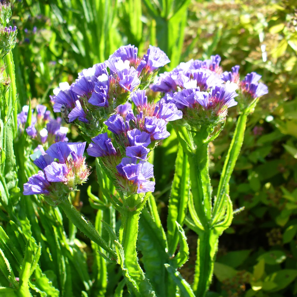 Geflügelter Strandflieder / Statice 'Pastel Mix' (Limonium sinuatum) Samen