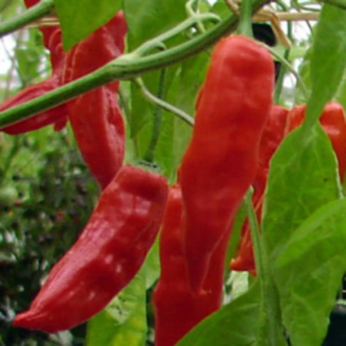 Salsa-Chili 'Aji Verde' (Capsicum baccatum) Samen