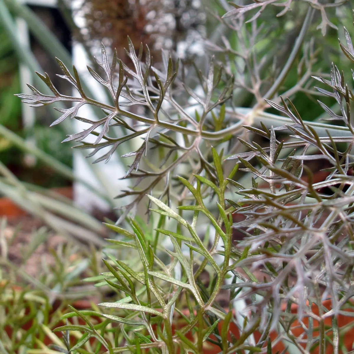 Bronzefenchel 'Purpureum' (Foeniculum vulgare) Samen