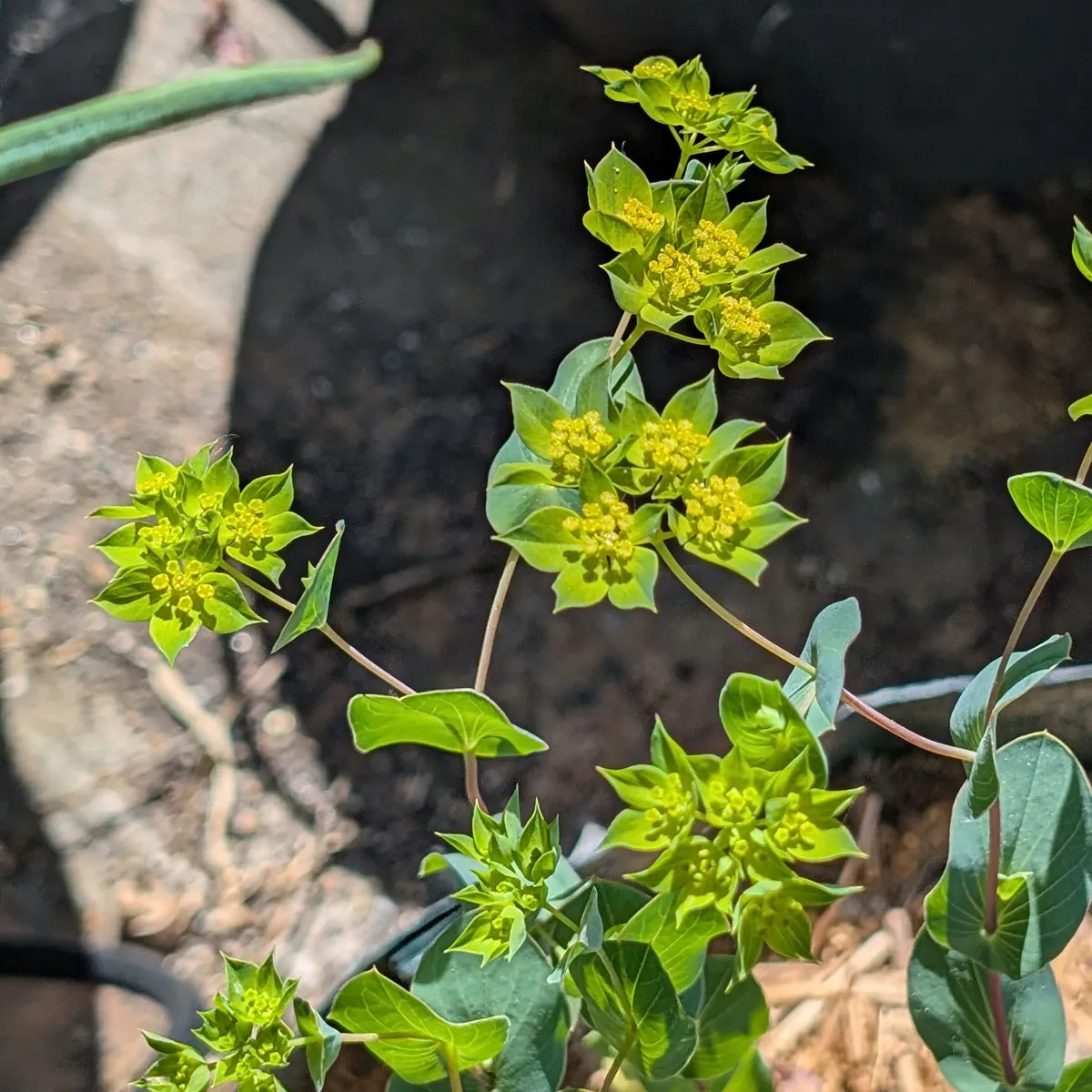 Rundblättriges Hasenohr 'Griffithii' (Bupleurum rotundifolium) Samen