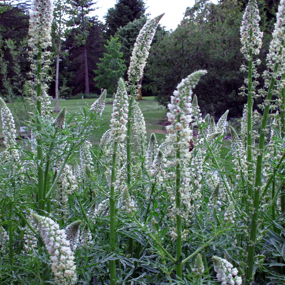 Weiße Reseda (Reseda alba) Samen