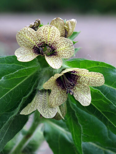 Schwarzes Bilsenkraut (Hyoscyamus niger) mit gelblichen, violett geaderten Blüten