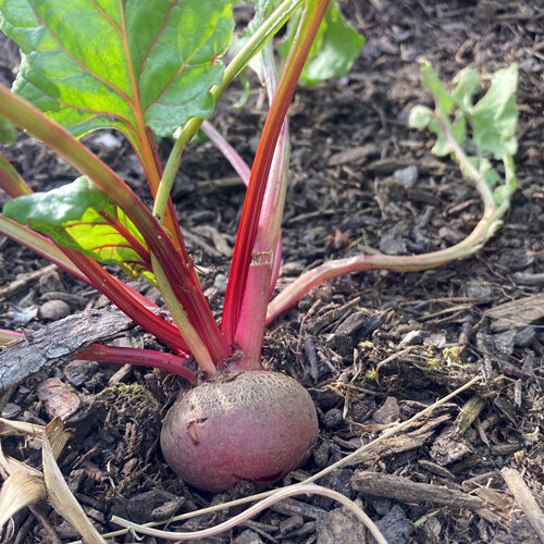 Rote Bete mit roten Blattstielen im Beet