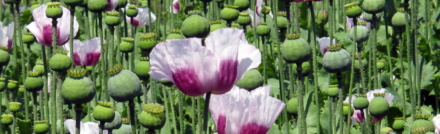Feld mit Mohnblumen