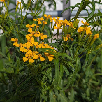 Yauhtli (Tagetes lucida) mit kleinen goldgelben Blüten