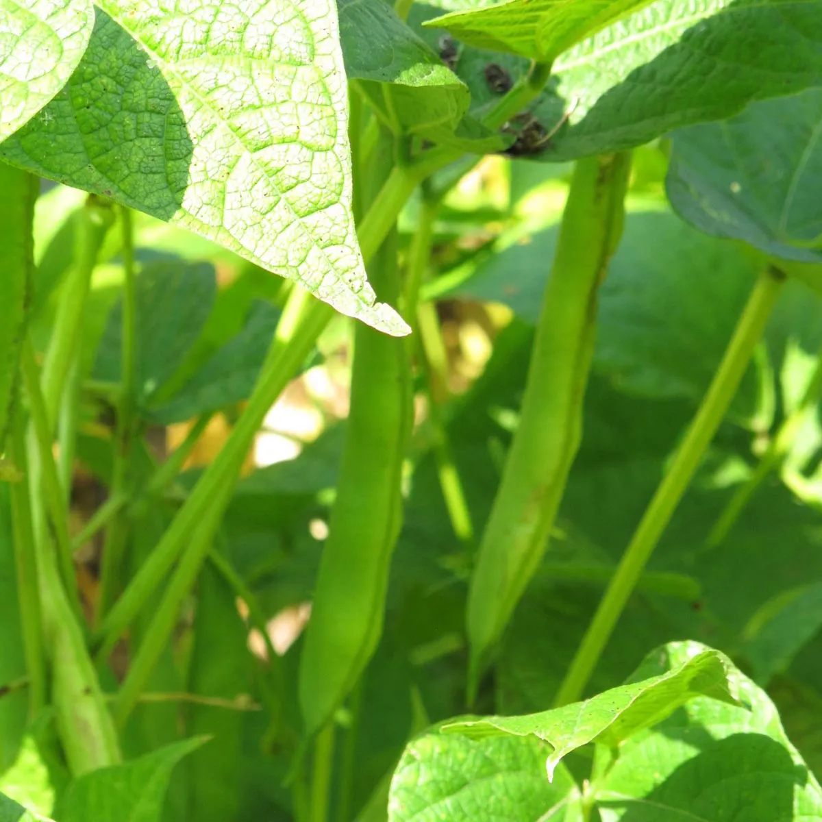 Buschbohne 'Tendergreen' (Phaseolus vulgaris) Samen