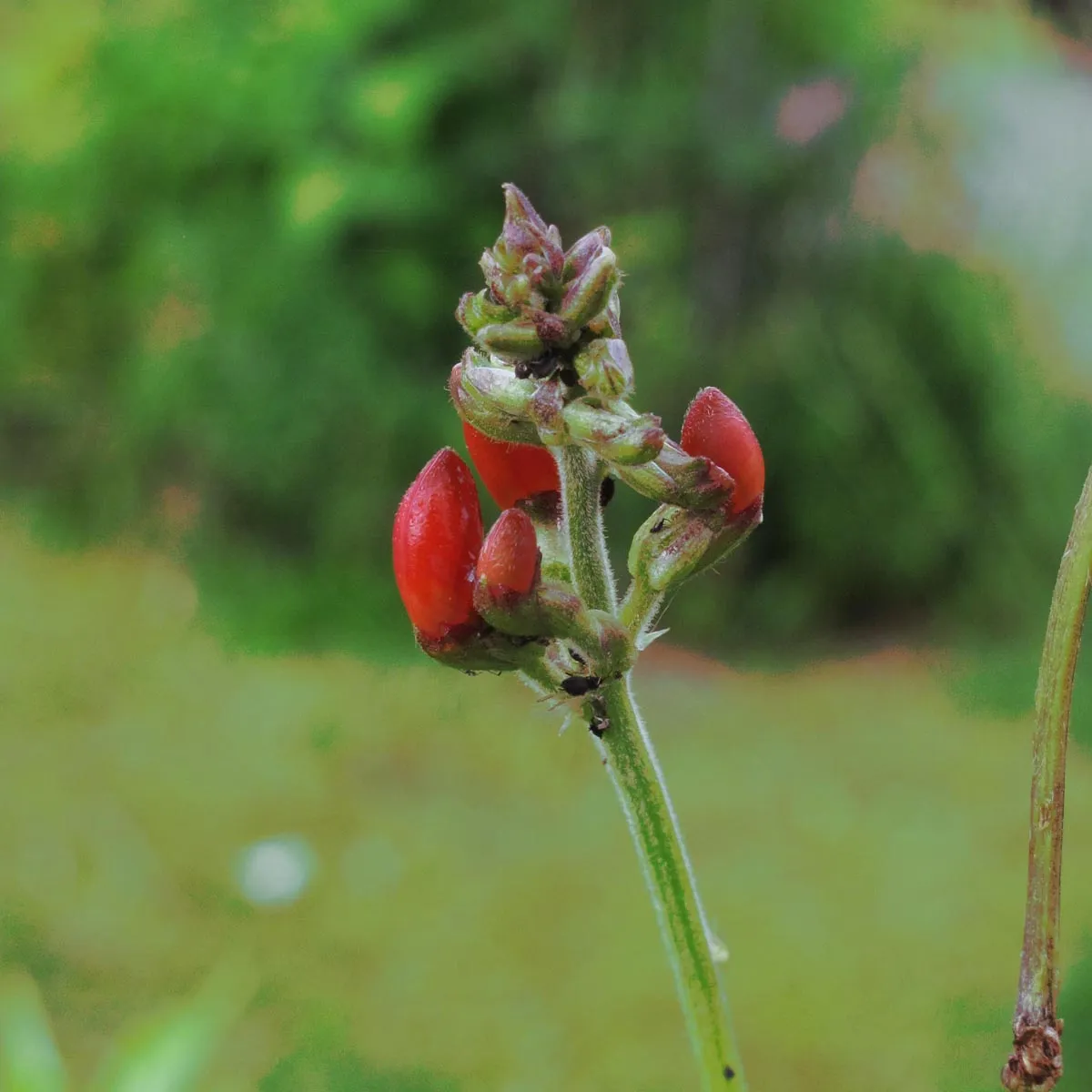 Prunkbohne / Feuerbohne 'Preisgewinner' (Phaseolus coccineus) Samen