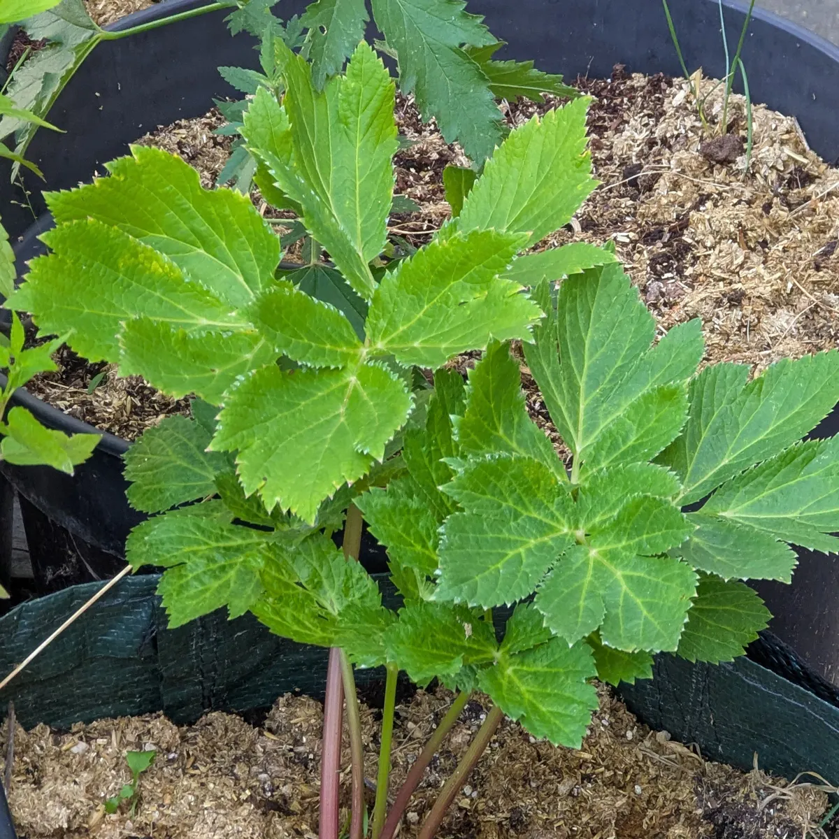 Meisterwurz (Peucedanum ostruthium) Bio Saatgut